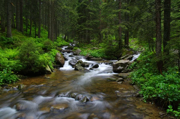 Гірська річка в лісі . — стокове фото