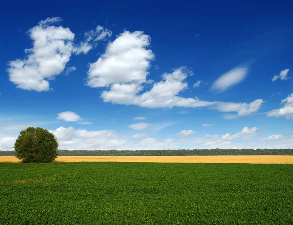 Erba verde e albero — Foto Stock