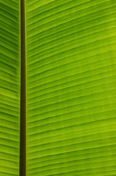 Textura de hoja verde —  Fotos de Stock