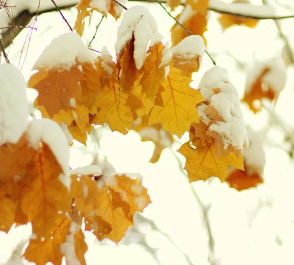 눈에 노란색 잎 — 스톡 사진