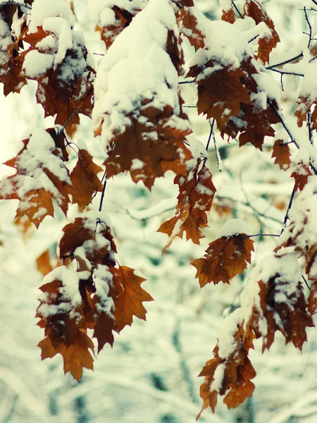 Žluté listy ve sněhu — Stock fotografie