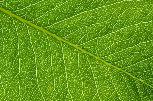 Textura de hoja verde —  Fotos de Stock