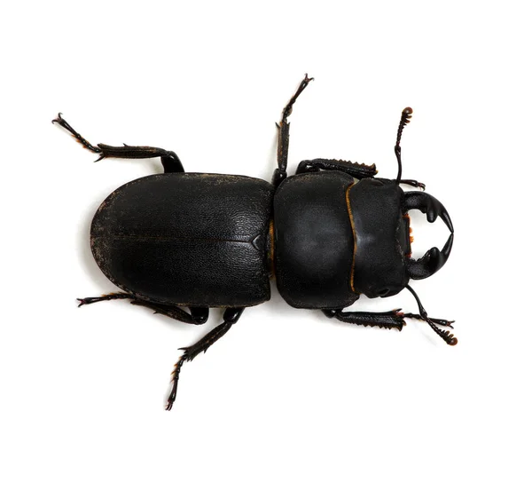 Beyaz üzerine siyah böceği — Stok fotoğraf