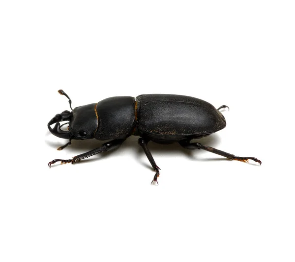 Scarabeo nero su bianco — Foto Stock