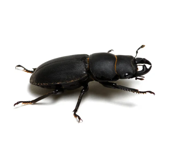 Black beetle on white — Stock Photo, Image