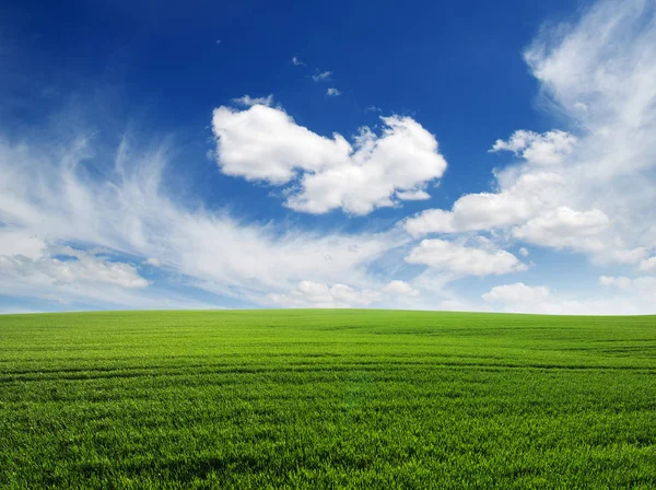 Field and sky — Stock Photo, Image