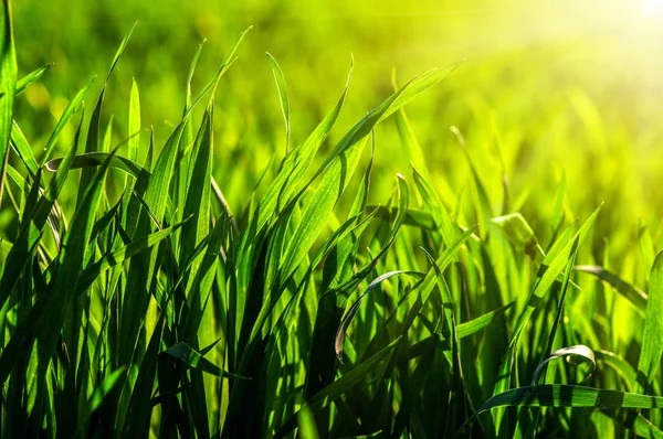 Трава і сонячне світло — стокове фото