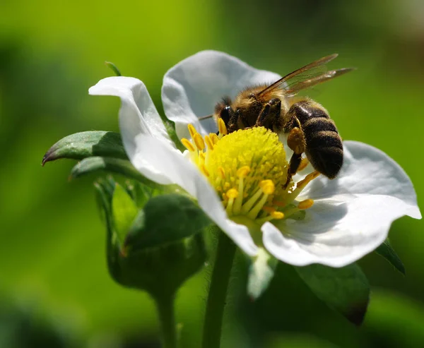 Abeja en la flor — Foto de Stock