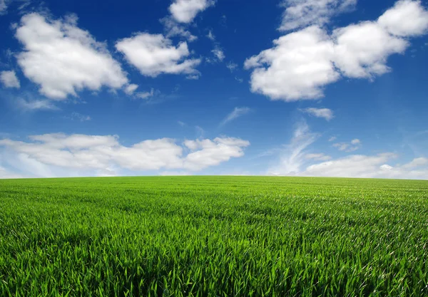 Field and sky — Stock Photo, Image