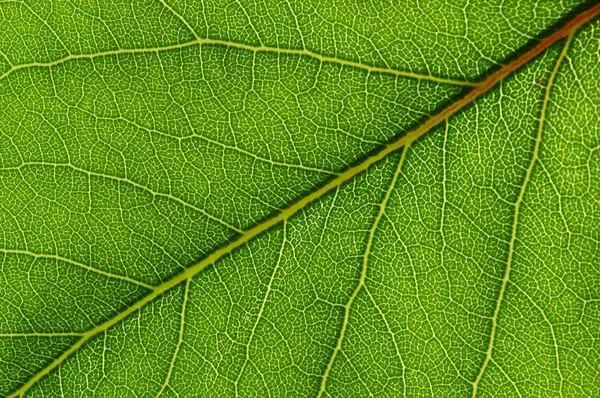 Green leaf texture Stock Photo