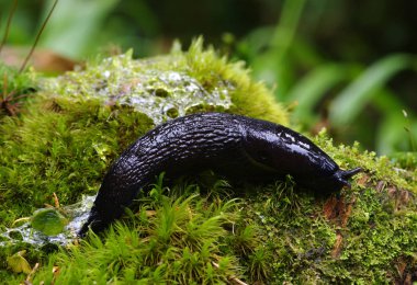 ormandaki Slug