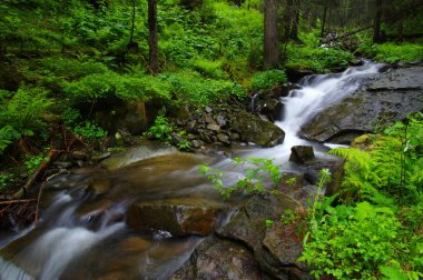 ormandaki nehir dağ.