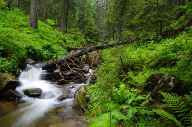ormandaki nehir dağ.