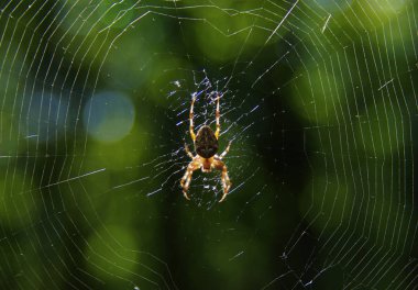 Örümcek 
