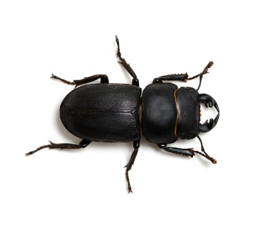 beyaz üzerine siyah böceği 