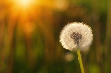 Güneşte karahindiba 