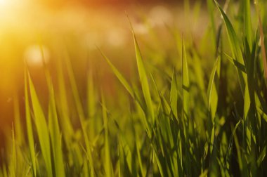 Yeşil Çimen Arkaplanı 