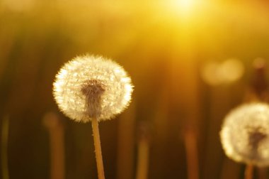 Güneşte karahindiba 