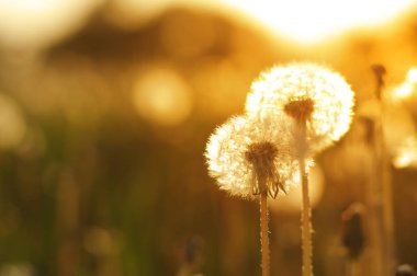 Güneşte karahindiba 