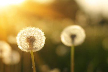 Güneşte karahindiba 