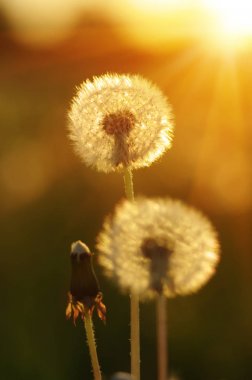 Güneşte karahindiba 