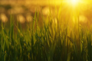 Yeşil Çimen Arkaplanı 