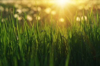 Yeşil Çimen Arkaplanı 