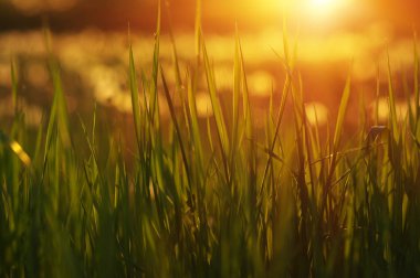 Yeşil Çimen Arkaplanı 