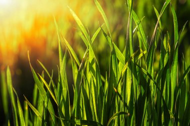  çim ve güneş ışığı