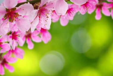 Bahar çiçeği yumuşak ile arka plan bulanıklık