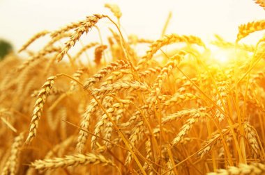  Buğday alan tarih Pzr