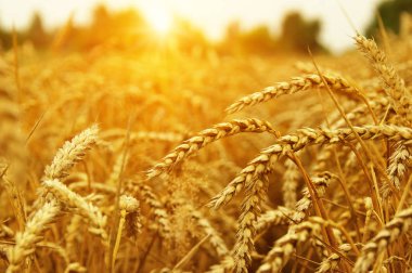  Buğday alan tarih Pzr