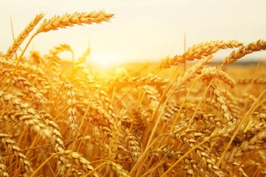  Buğday alan tarih Pzr