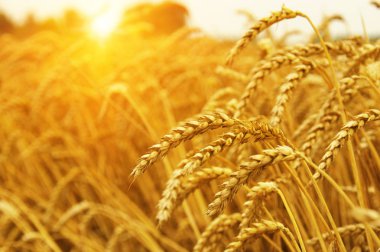  Buğday alan tarih Pzr