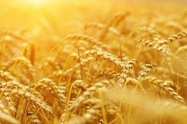  Buğday alan tarih Pzr