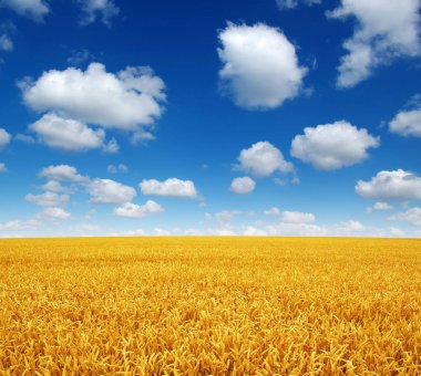 Buğday tarlası ve gökyüzü 