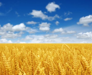 Buğday tarlası ve gökyüzü 