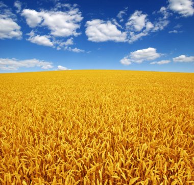 Buğday tarlası ve gökyüzü 