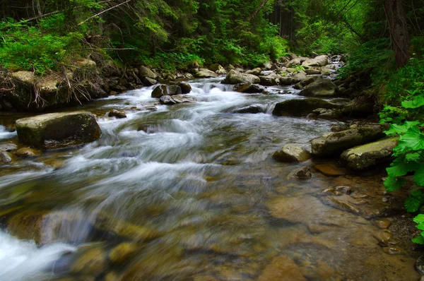 Yeşil ormandaki nehir dağ