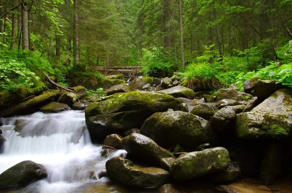 Гірська річка в зелений ліс — стокове фото