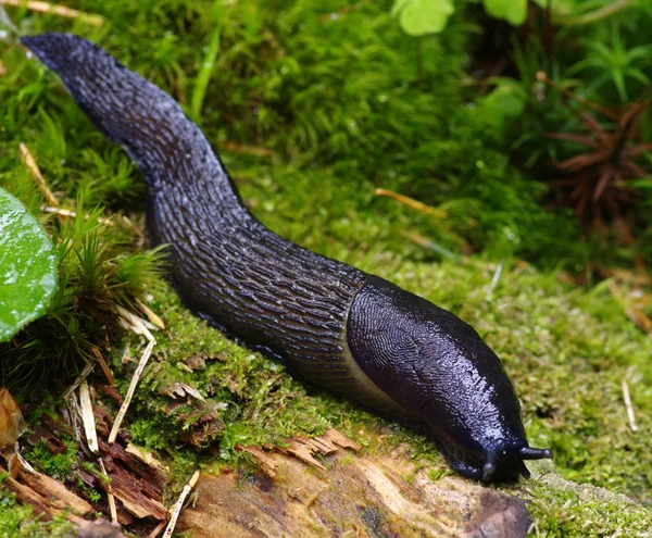 Schnecke im Wald — Stockfoto