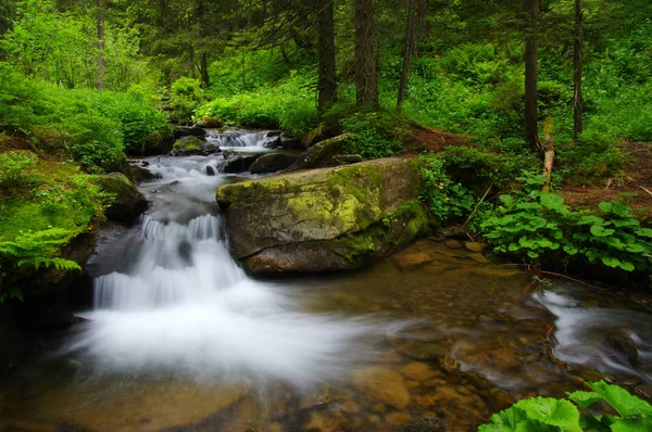 Ruscello nel bosco — Foto Stock