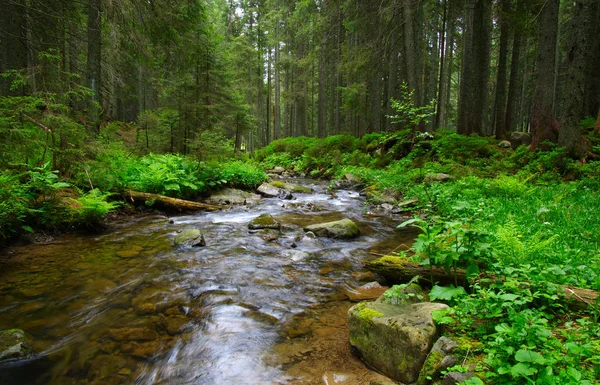 Ruisseau dans le bois — Photo