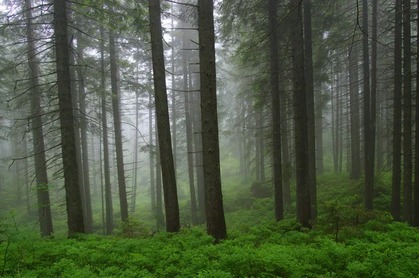 Árvores na floresta — Fotografia de Stock