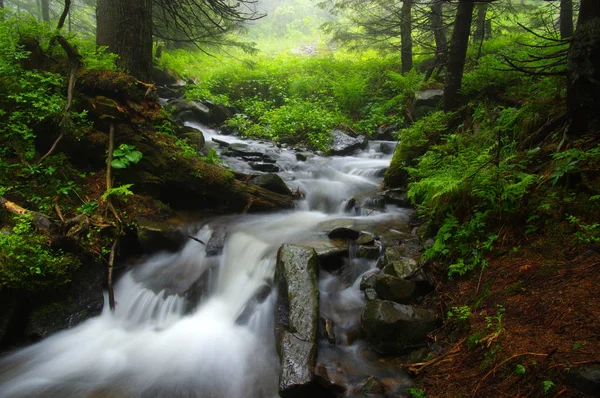 森林里的小河 — 图库照片