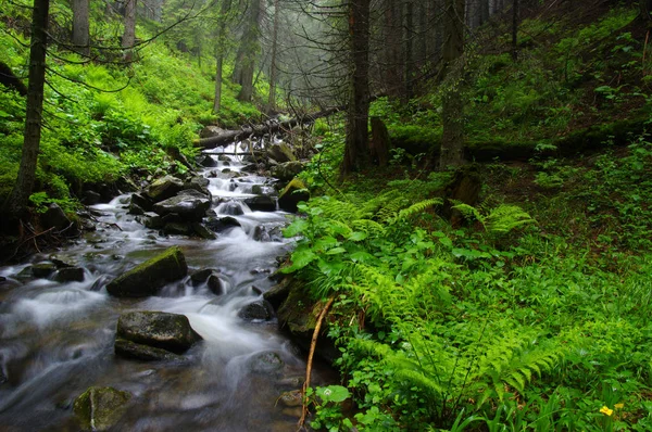 Gebirgsfluss im Wald. — Stockfoto