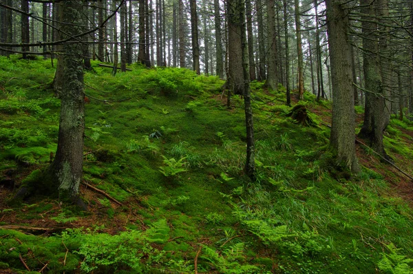 Árboles en el bosque — Foto de Stock