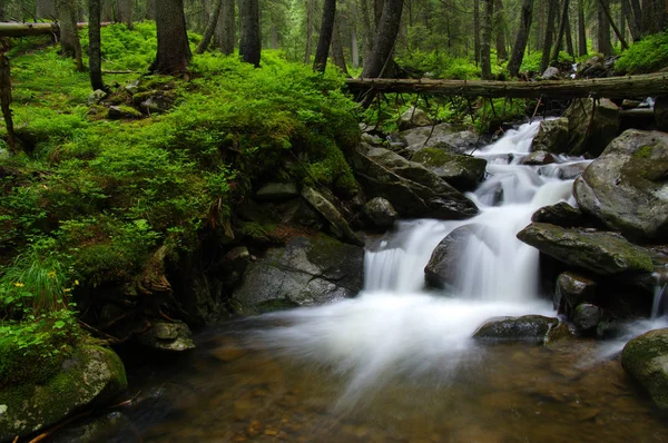 Río de montaña en el bosque . — Foto de Stock