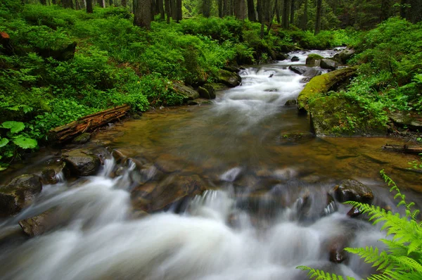 Río de montaña en el bosque . — Foto de Stock