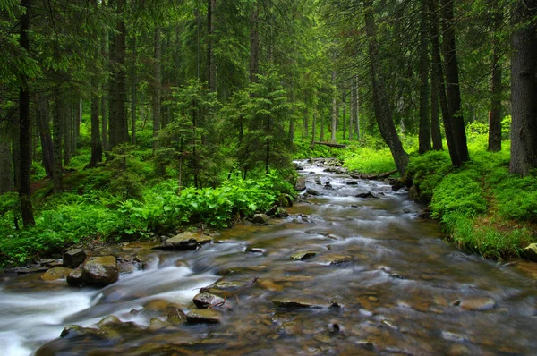 Fiume di montagna nella foresta . — Foto Stock